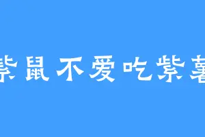 紫鼠不爱吃紫薯